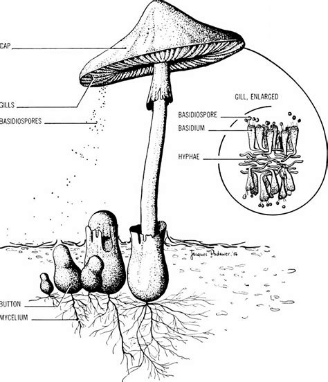 Basidiomycetes Structure - vrogue.co