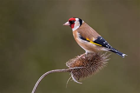 Download European Goldfinch Bird Animal Goldfinch HD Wallpaper