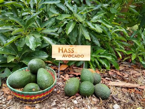 Growing Hass Avocado Tree | Hot Sex Picture