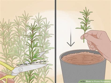 How to Prune Rosemary: 13 Steps (with Pictures) - wikiHow