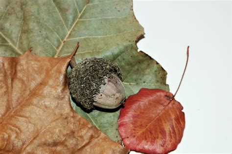 Bur Acorn On Autumn Leaves Free Stock Photo - Public Domain Pictures