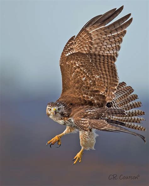 Red-tailed Hawk In Flight Photograph by CR Courson