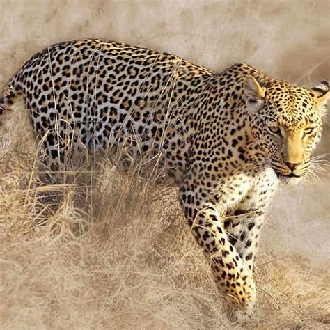 Spotted leopard returned to its natural habitat - Capricorn FM