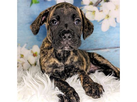 Cane Corso Puppy Black Brindle ID:1893 Located at Petland Beavercreek, OH