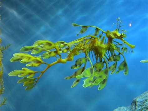Leafy seadragon | Phycodurus eques. Seen at the Monterey Bay… | Flickr