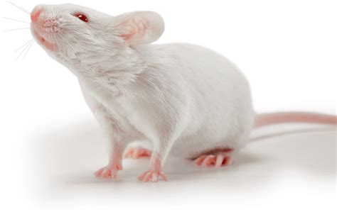 Laboratory mouse - Alchetron, The Free Social Encyclopedia