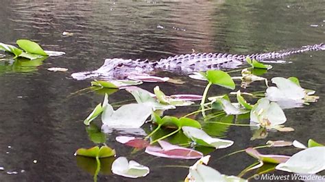 Everglades Holiday Park: Touring the Everglades on an Airboat