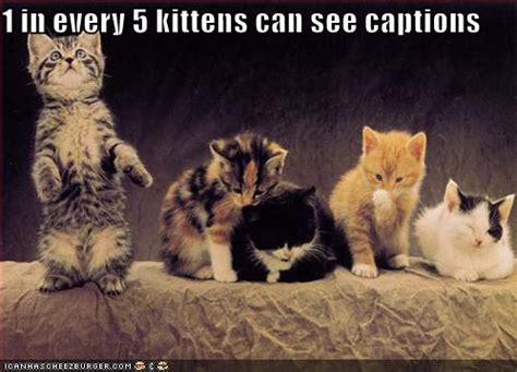 Funny Animals Funny Pictures: Funny kitten pictures with Captions Review