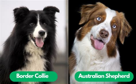 Border Collie vs Australian Shepherd: Unraveling the Similarities and Differences ...