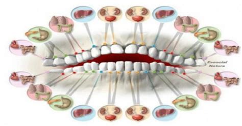 This Meridian Tooth Chart Will Show How Each Organ is Linked to you ...