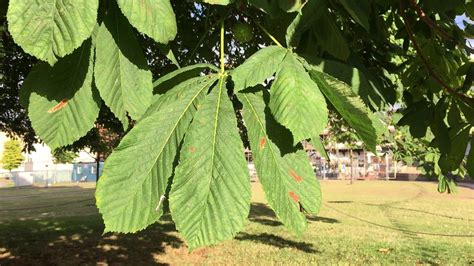 Horse Chestnut (Aesculus hippocastanum) - leaves - August 2018 | Plant leaves, Chestnut horse ...