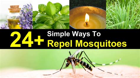 24+ Simple Ways to Repel Mosquitoes