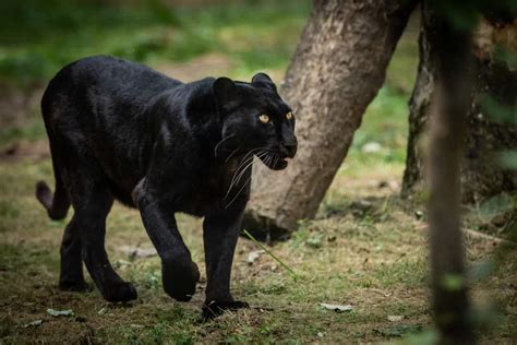 Black Panther Animal Hunting