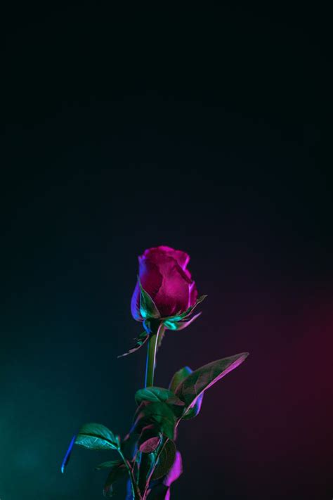 Red Rose Aesthetic Wallpapers on WallpaperDog