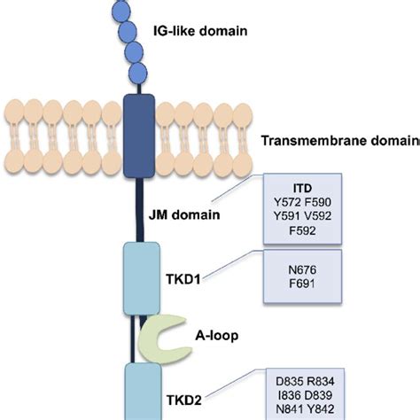 FLT3-ITD signal transduction. 1,9 Notes: Data from the references:... | Download Scientific Diagram