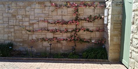 The flowers on the wall : r/pics