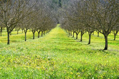 Best Walnut Farm Stock Photos, Pictures & Royalty-Free Images - iStock