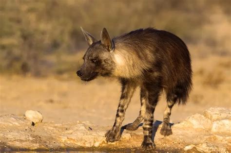 Brown Hyena: Is This Animal Endangered?