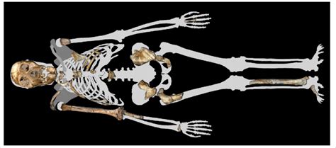 Surviving skeletal elements attributed to Malapa Hominin 1 (at time of ...