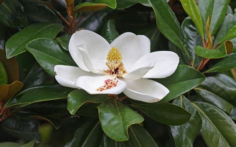 Magnolia Grandiflora – Millstone Garden Centre