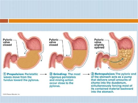 PHYSIOLOGY OF THE STOMACH REGULATION OF GASTRIC SECRETION