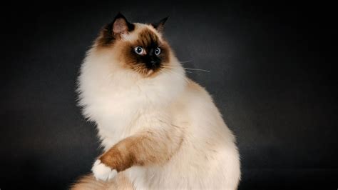 Top 10 Friendliest Cat Breeds - Purrfect Love