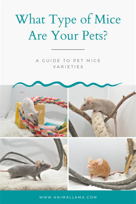 Pet Mice Breeds / Varieties: What Type of Mice Are Your Pets ...