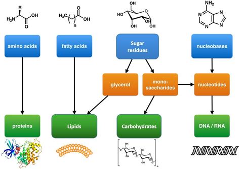 The table shows the energy that is stored in three types of organic ...