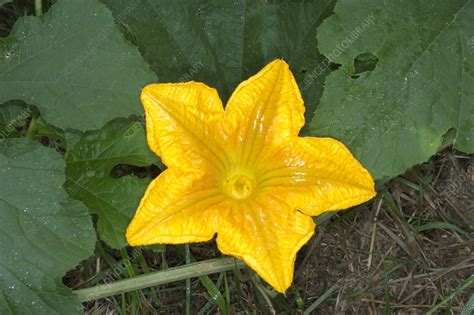 Pumpkin With Vine - Dumpling Australianseed | nawpic