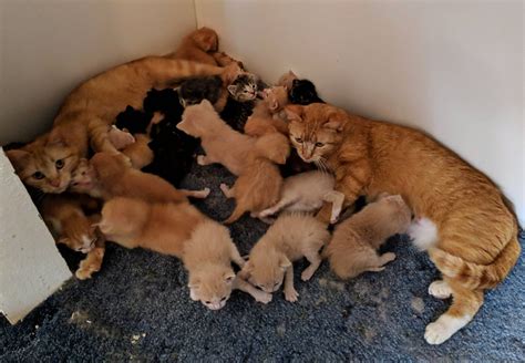 Kitten pile at the local animal shelter. : cats