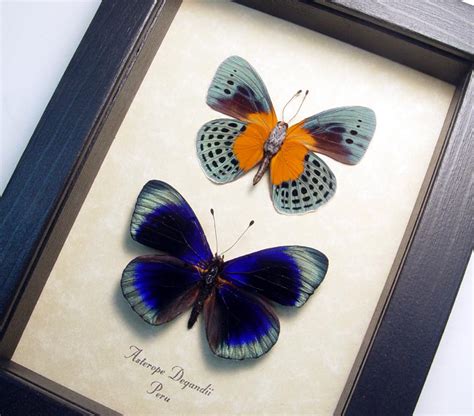 Asterope Degandii Pair- framed butterflies - Blue Butterflies For Sale