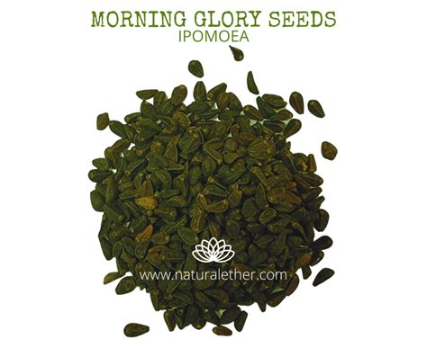 Morning Glory Seeds