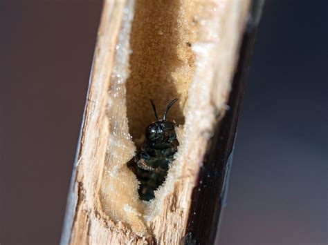 Ceratina in her nest | Small carpenter bees (Ceratina) nest … | Flickr