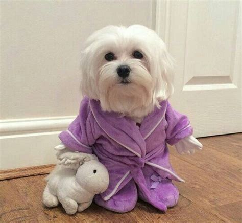 29 best Maltese Dog Outfits images on Pinterest | Doggies, Cute dogs and Dog cat