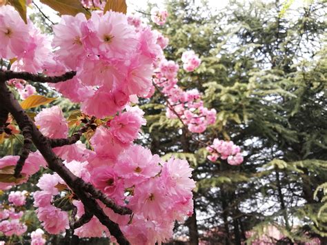 Fotos gratis : Cereza, rosado, primavera, China, planta floreciendo, pétalo, árbol, rama, flor ...