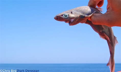 Shark researcher names new species of deep-sea shark after daughter