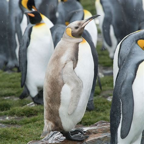 Rare pale-colored penguin and seals spotted on remote island - Worksheets Library