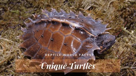 Top 10 Uniquely Weird Turtles - ReptileWorldFacts