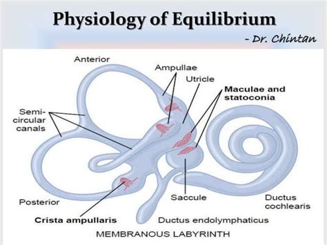 The Vestibular System