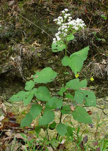 Snakeroot - Medicinal Herb Info