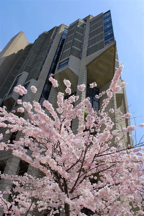 Cherry Blossom at Roberts Library, University of Toronto, St. George ...