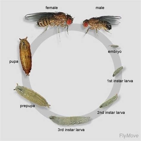 常见模式生物介绍-上海路阳生物技术有限公司