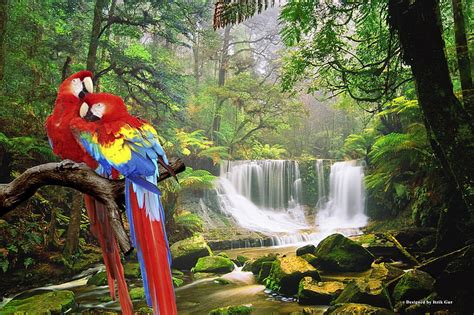 HD wallpaper: Birds, Scarlet Macaw, Forest, Nature, Parrot, Waterfall, tree | Wallpaper Flare