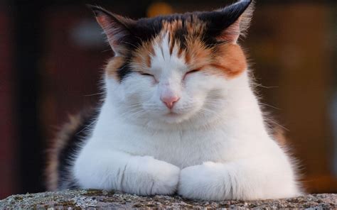 Calico Cat HD Wallpapers - Wallpaper Cave