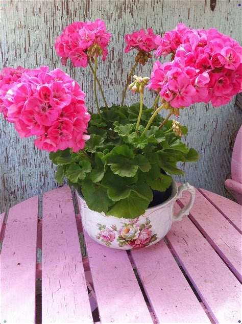 Gorgeous Pink Geraniums | Pink geranium, Geraniums, Flower pots