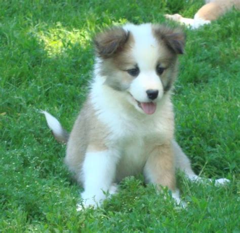 IcelandicSheepdogPuppies: Icelandic Sheepdog Puppies Round 5 Yard Pups