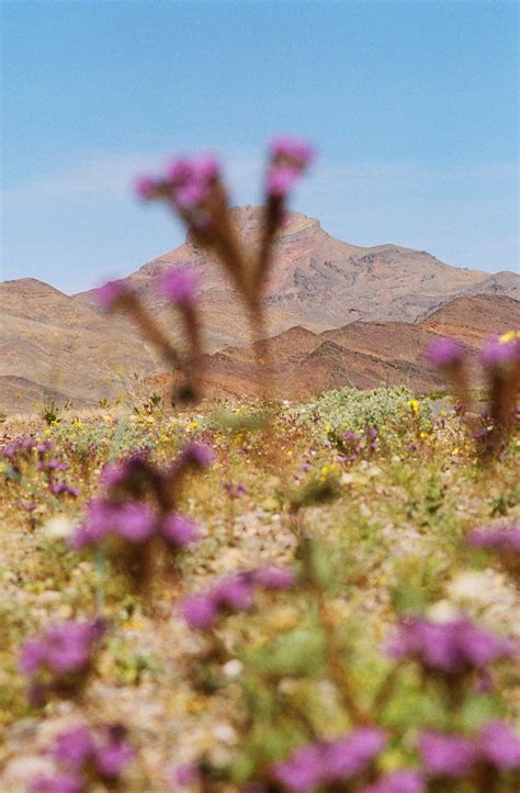 Death Valley Superbloom