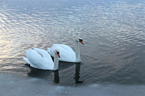 Grandparents & Grandchildren: Swans in Winter