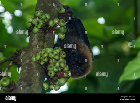 Fruit Bat Eating High Resolution Stock Photography and Images - Alamy