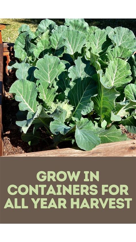 Growing, Caring, & Harvesting Collard Greens | Container gardening ...